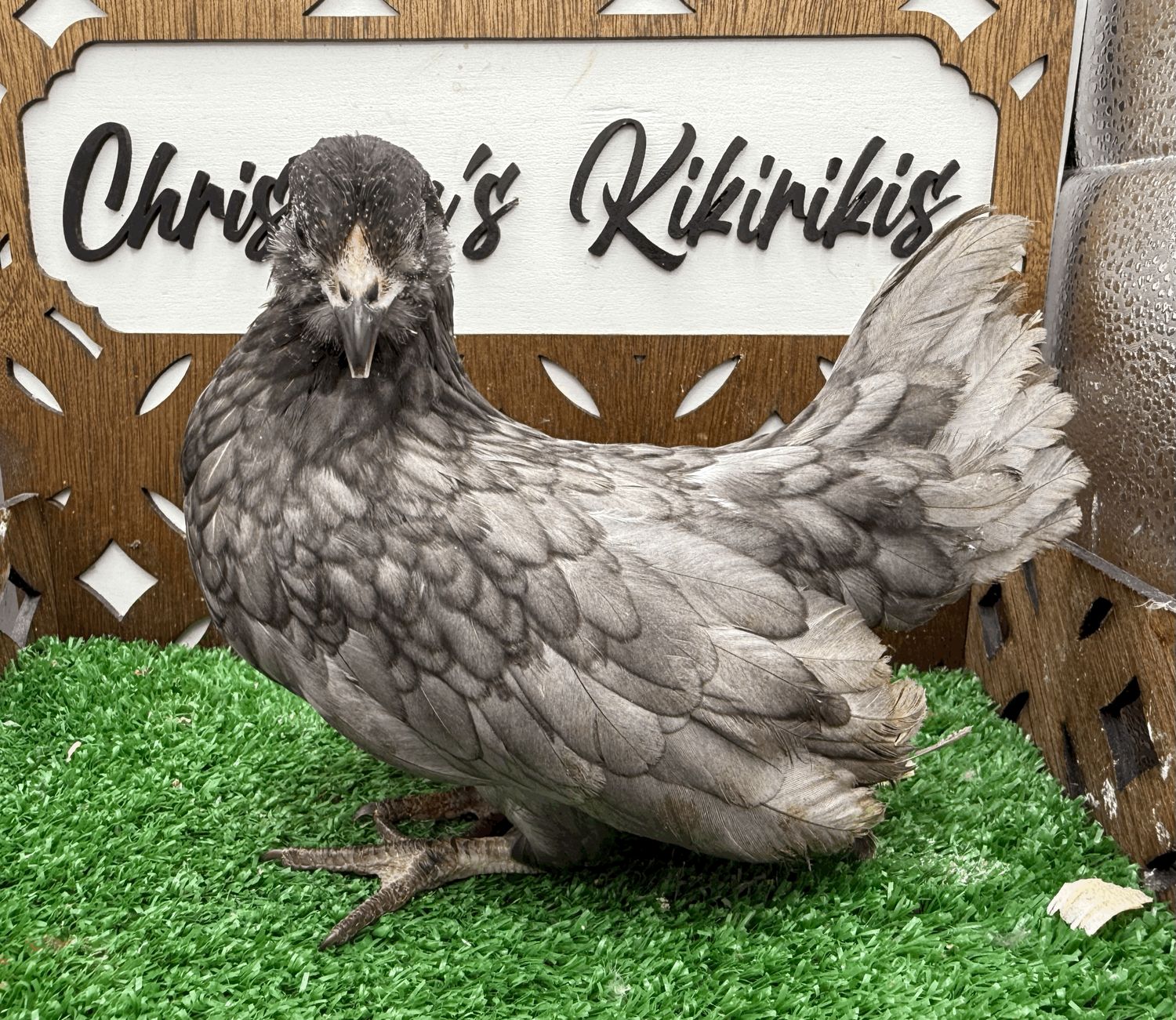 Possible Pullet
