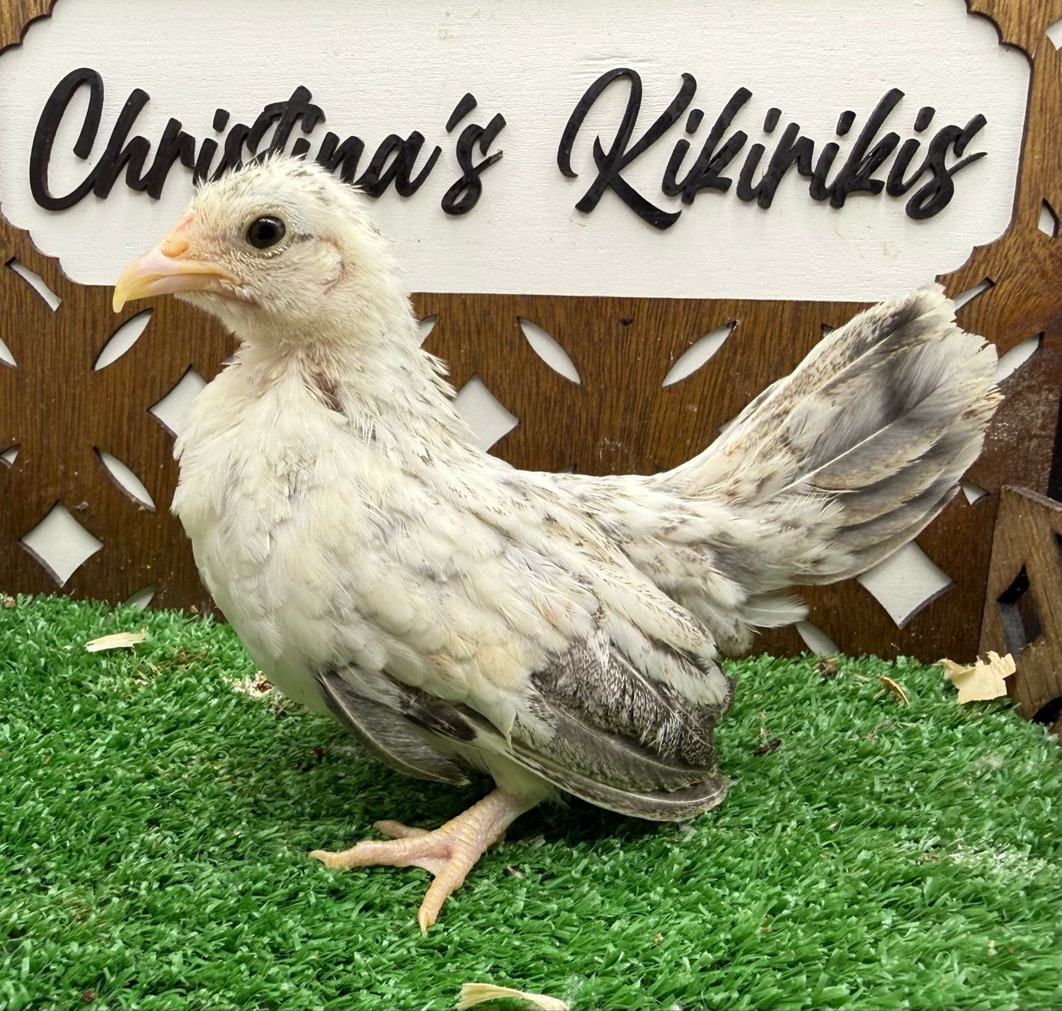 Possible Pullet