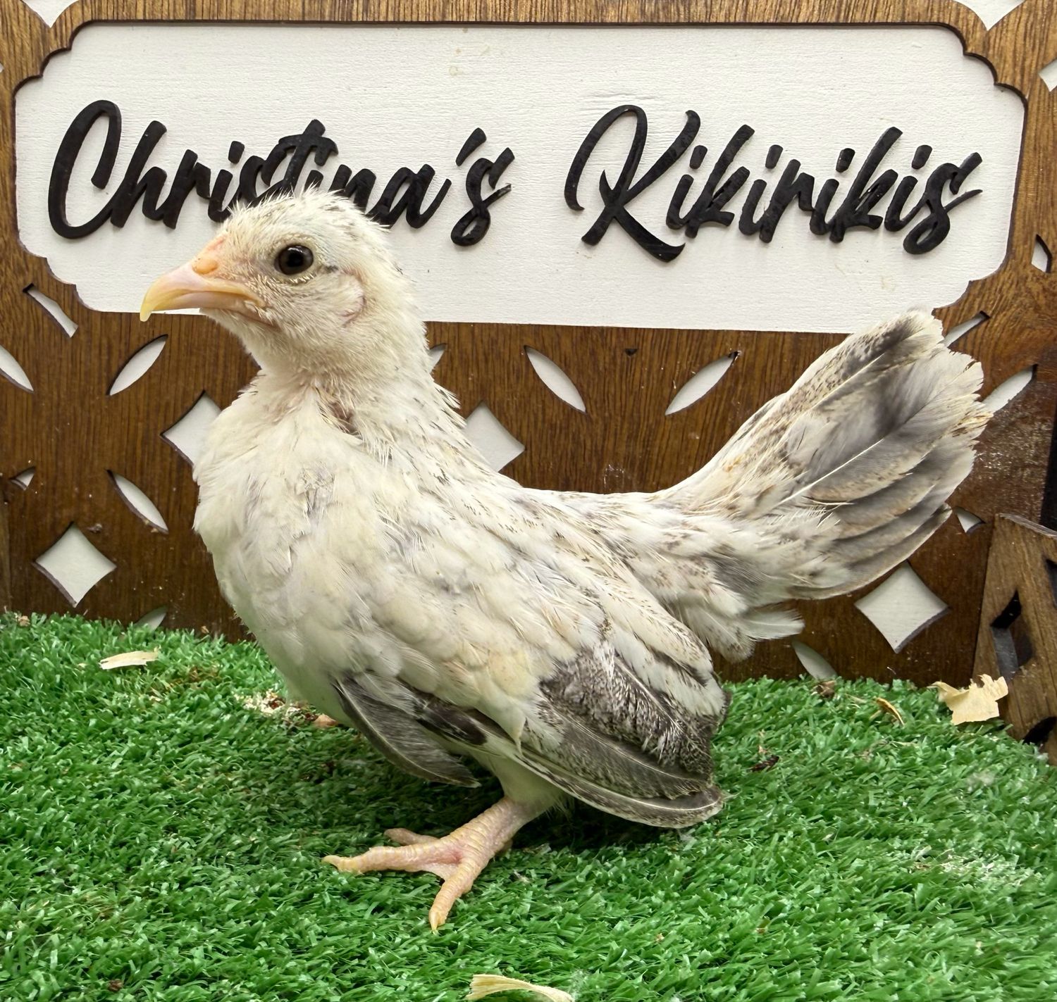 Possible Pullet