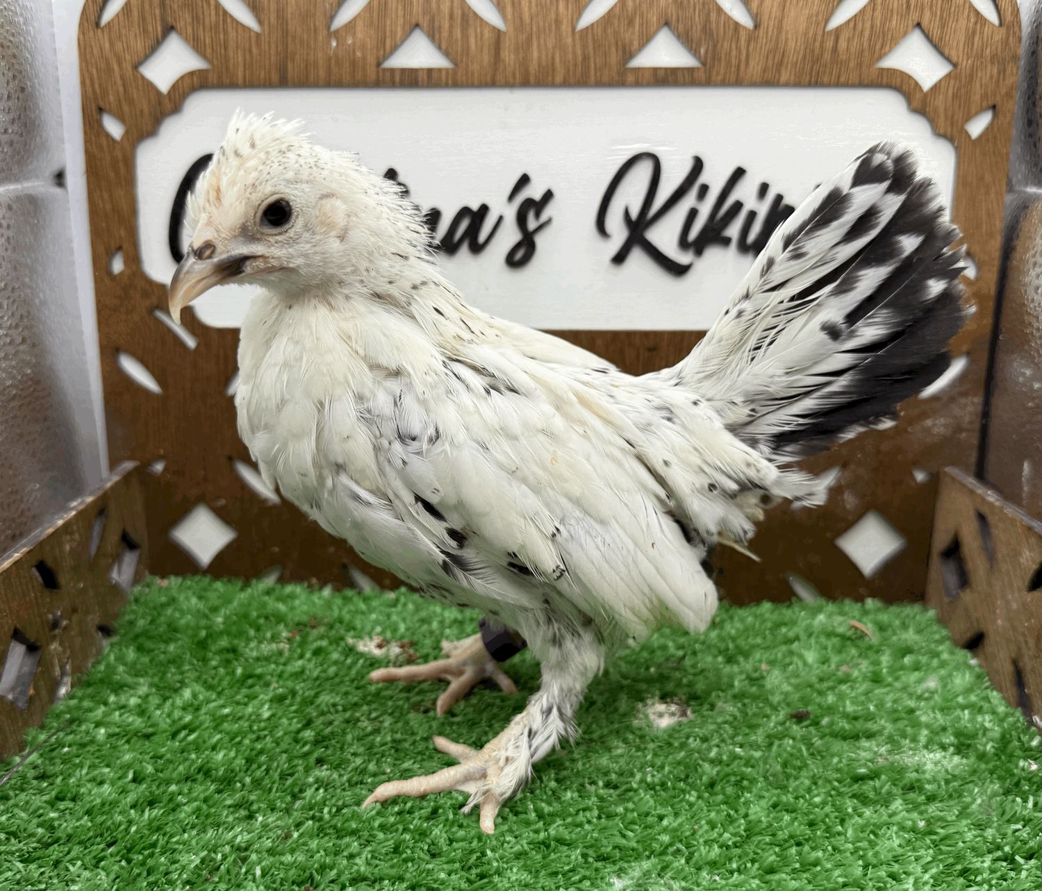 Possible Pullet