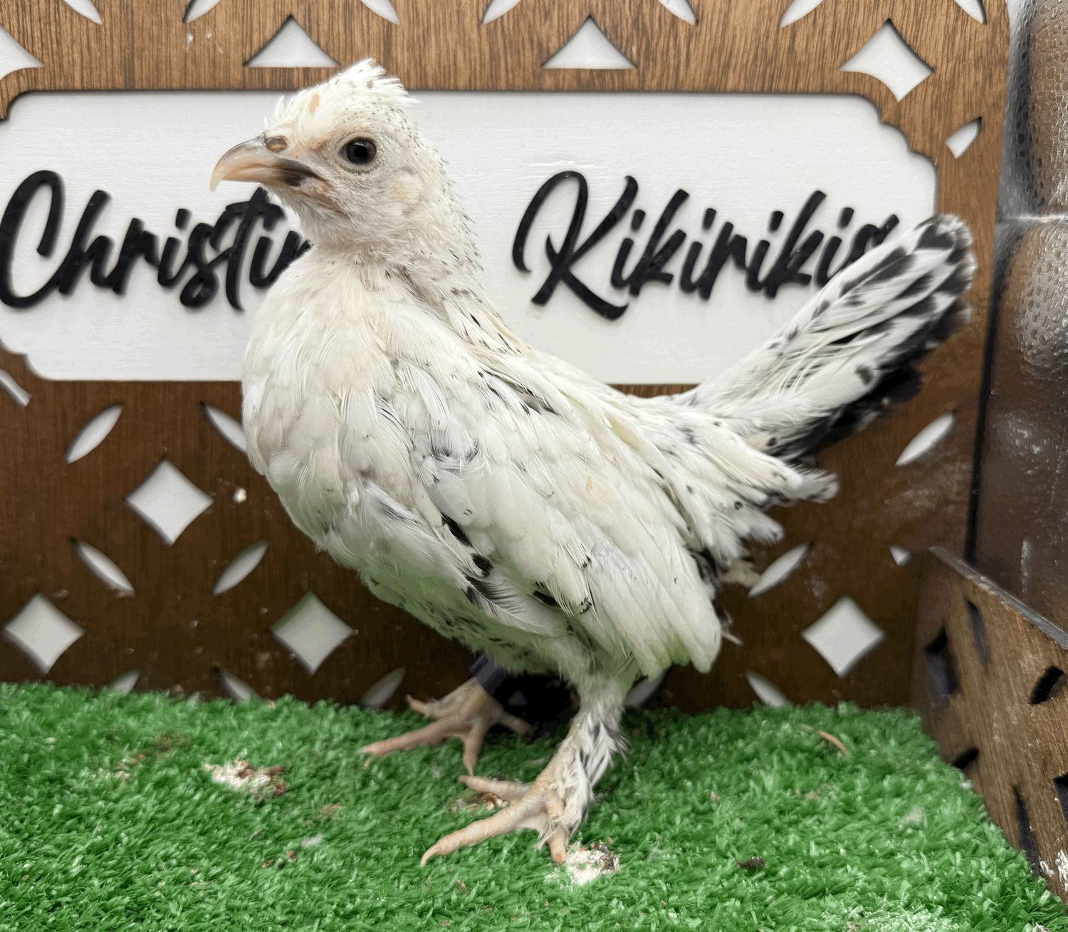 Possible Pullet