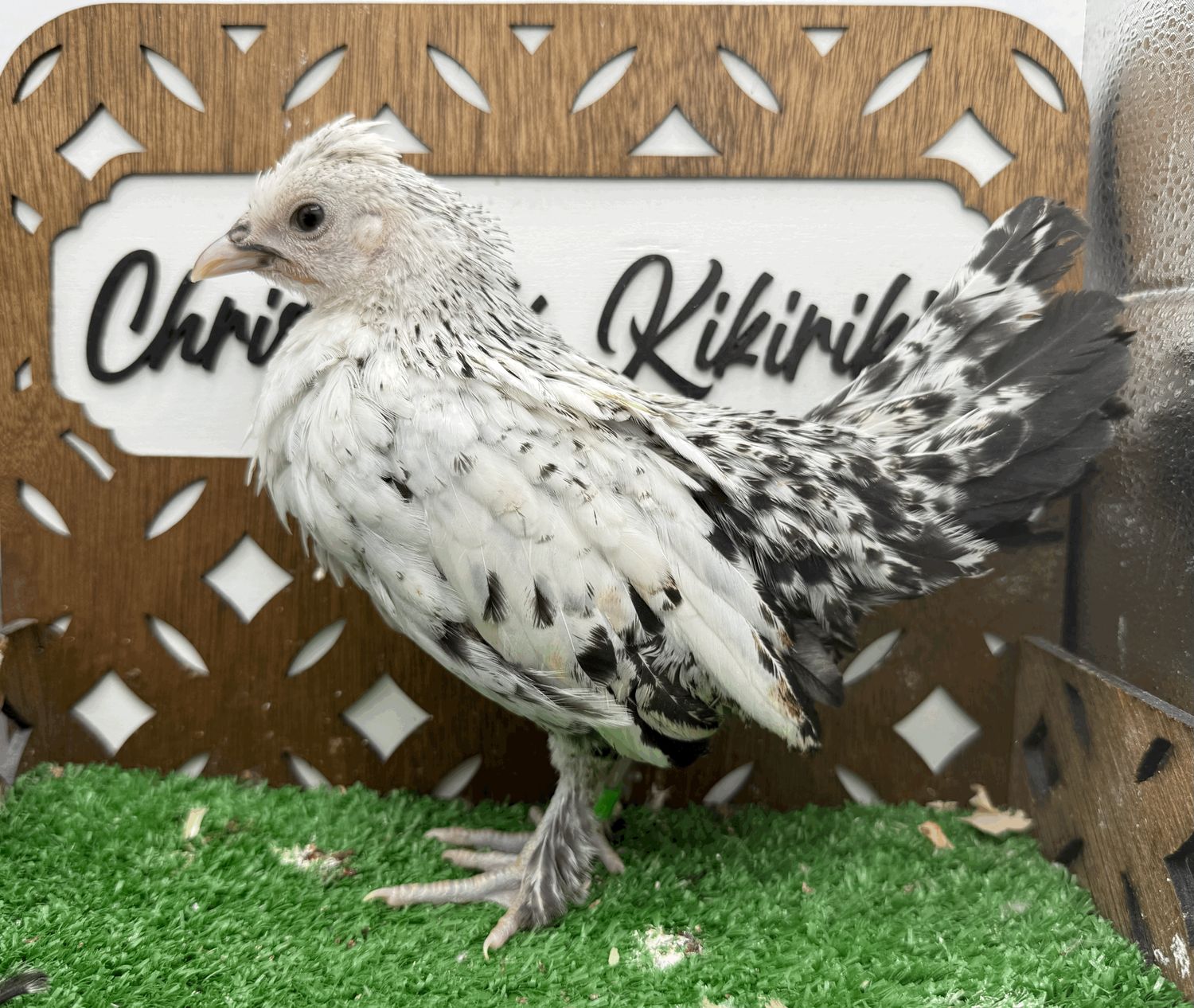 Possible Pullet