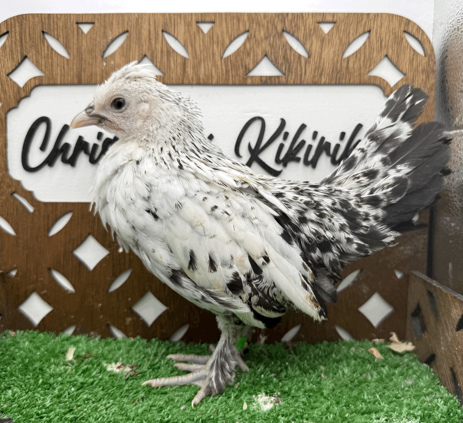 Possible Pullet