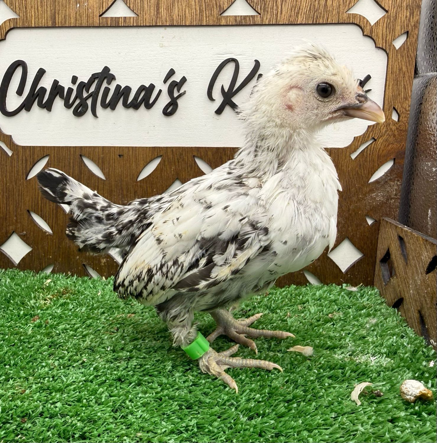 Possible Pullet