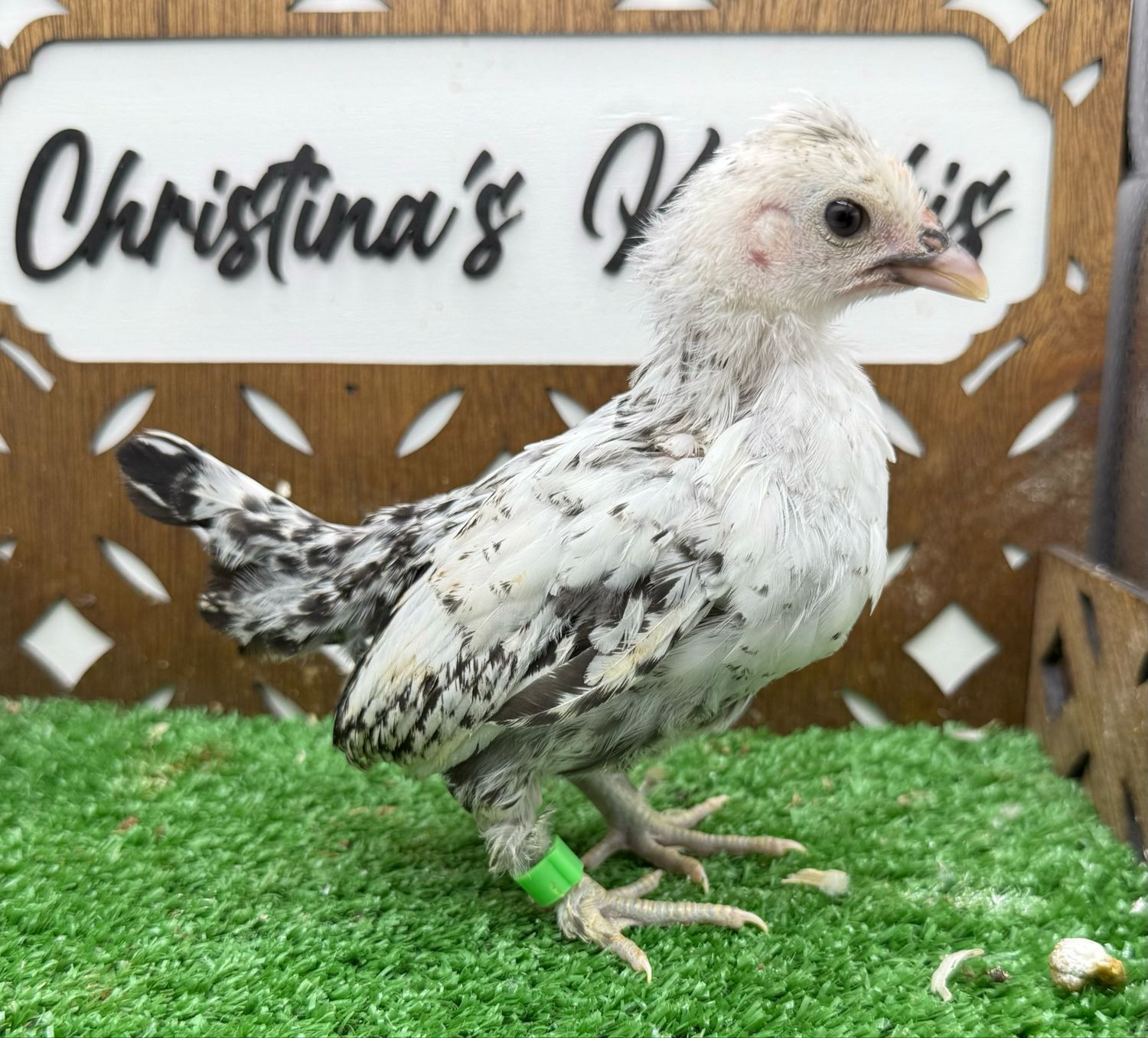 Possible Pullet