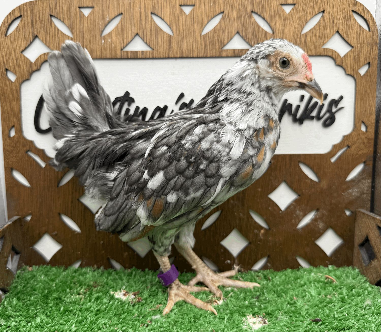 Cockerel