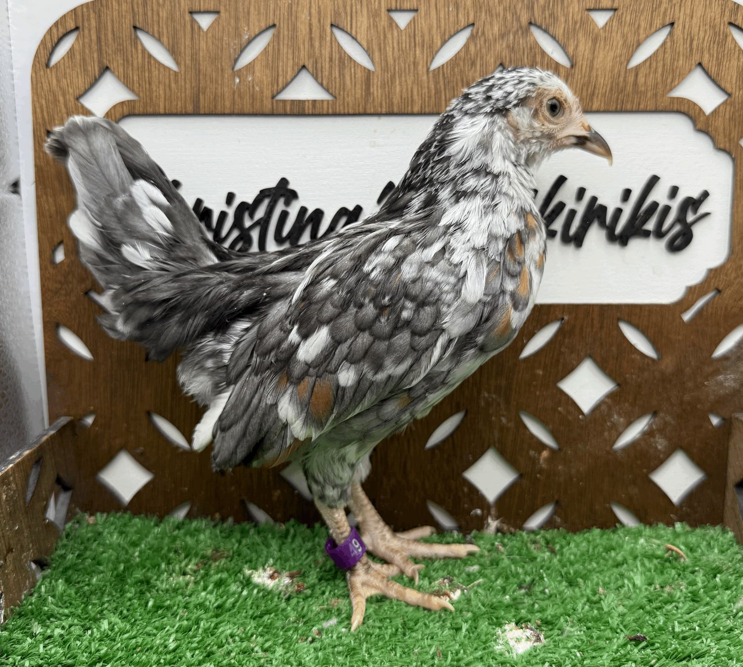 Cockerel