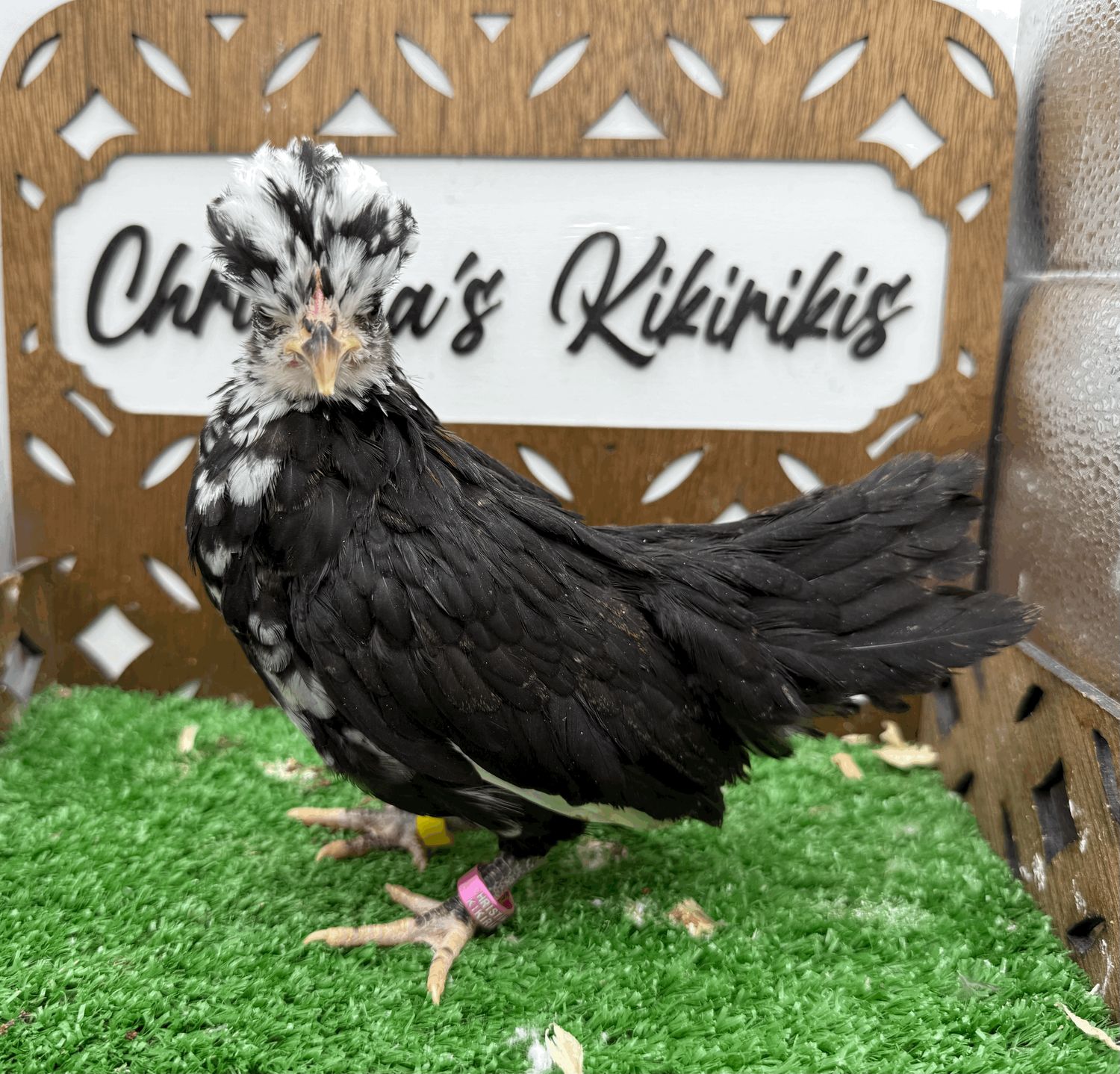 Possible Pullet