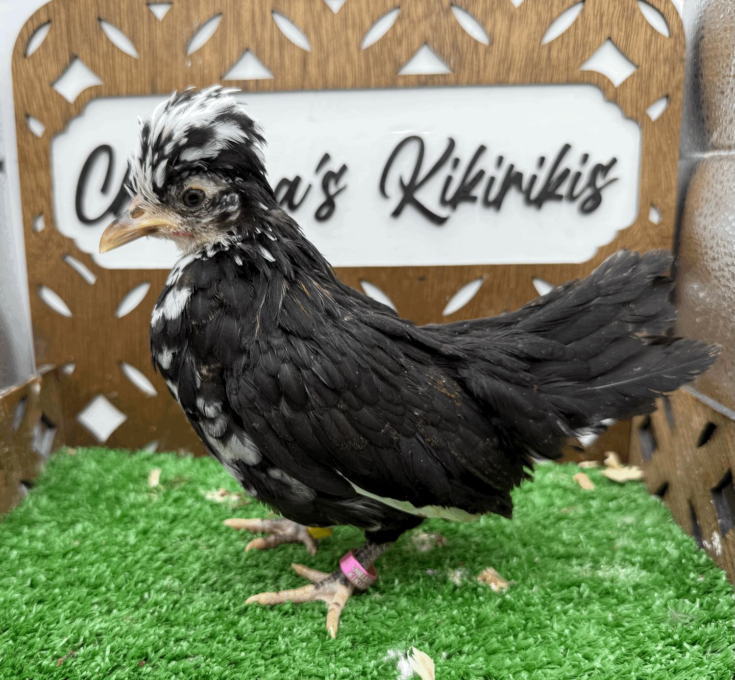 Possible Pullet