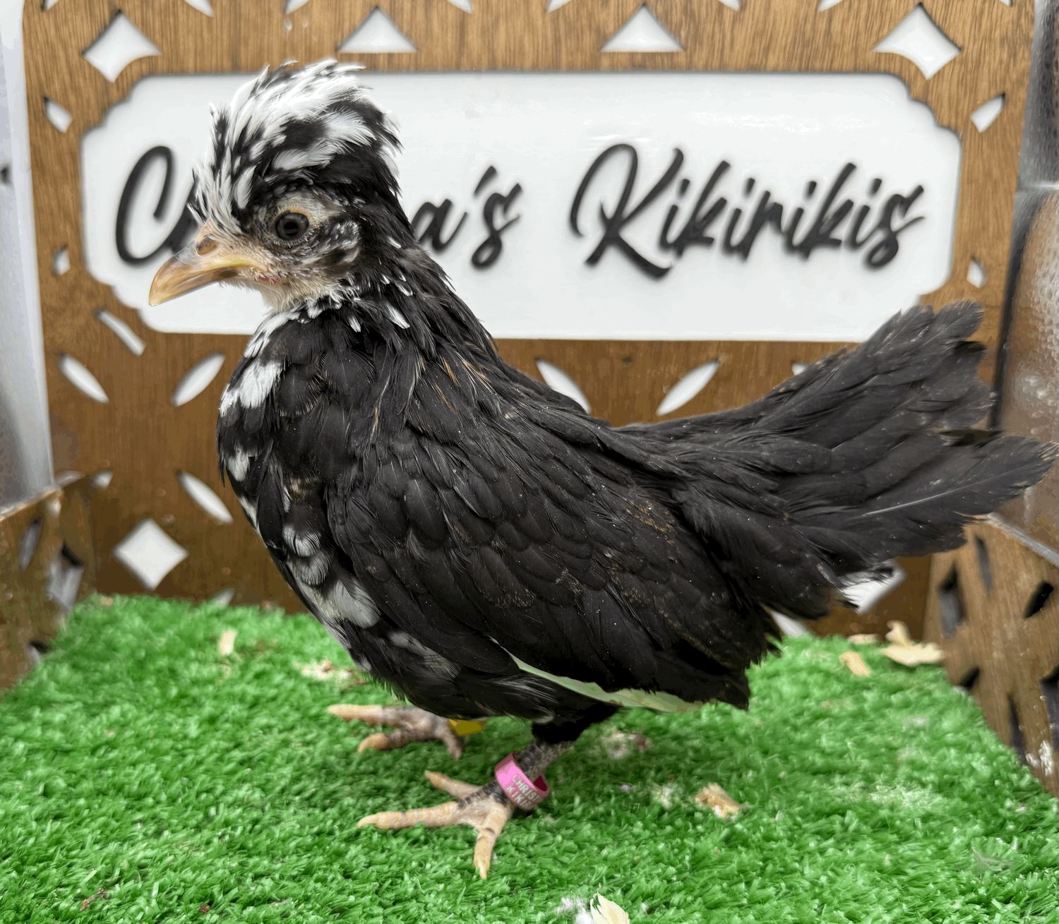 Possible Pullet