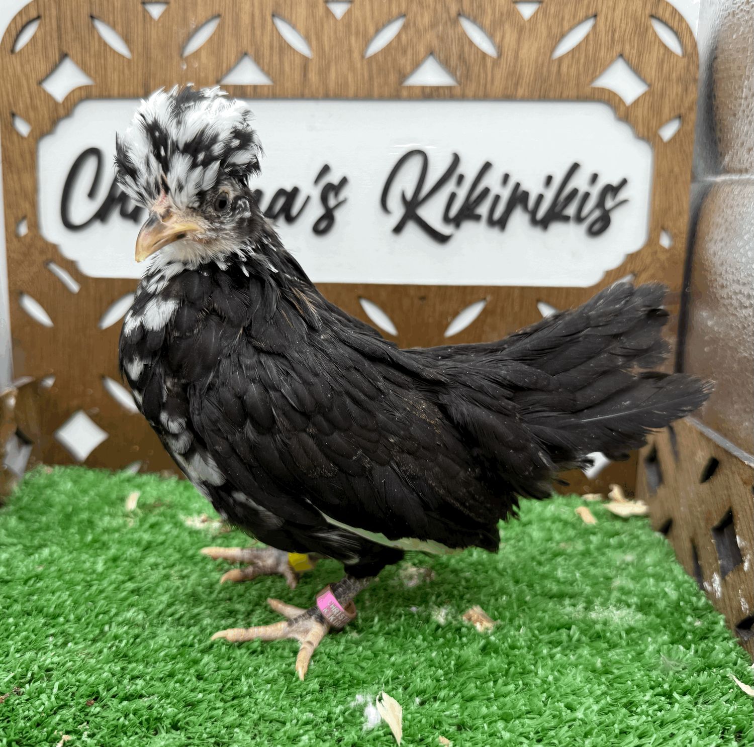 Possible Pullet