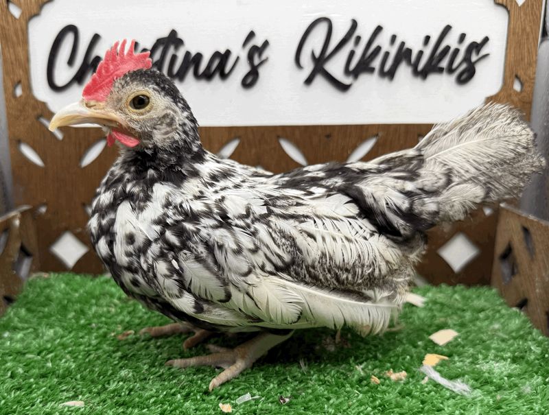 Cockerel