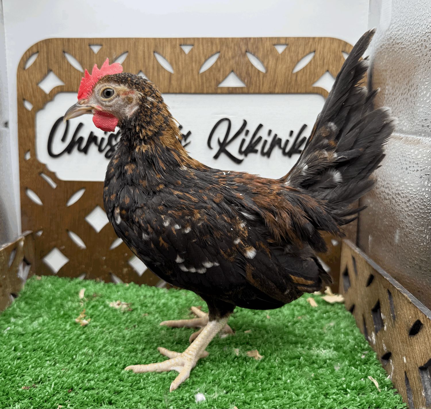 Cockerel