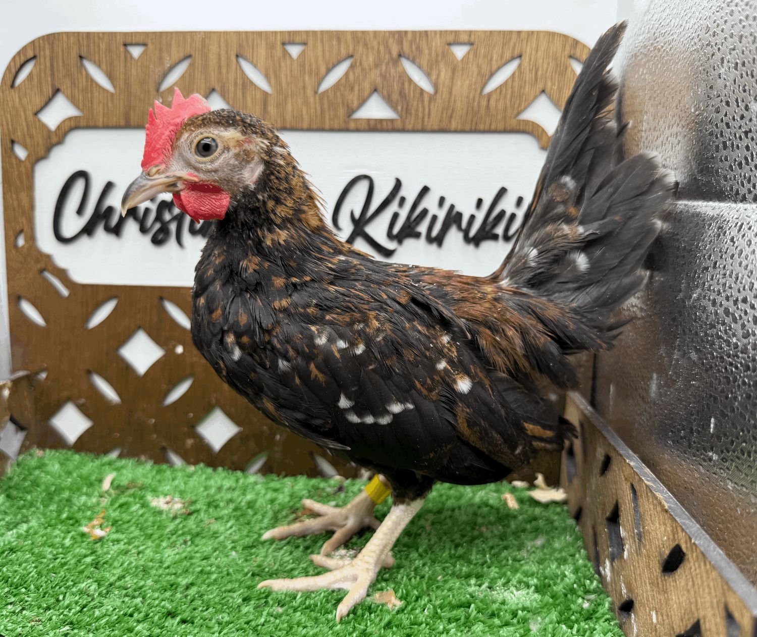 Cockerel