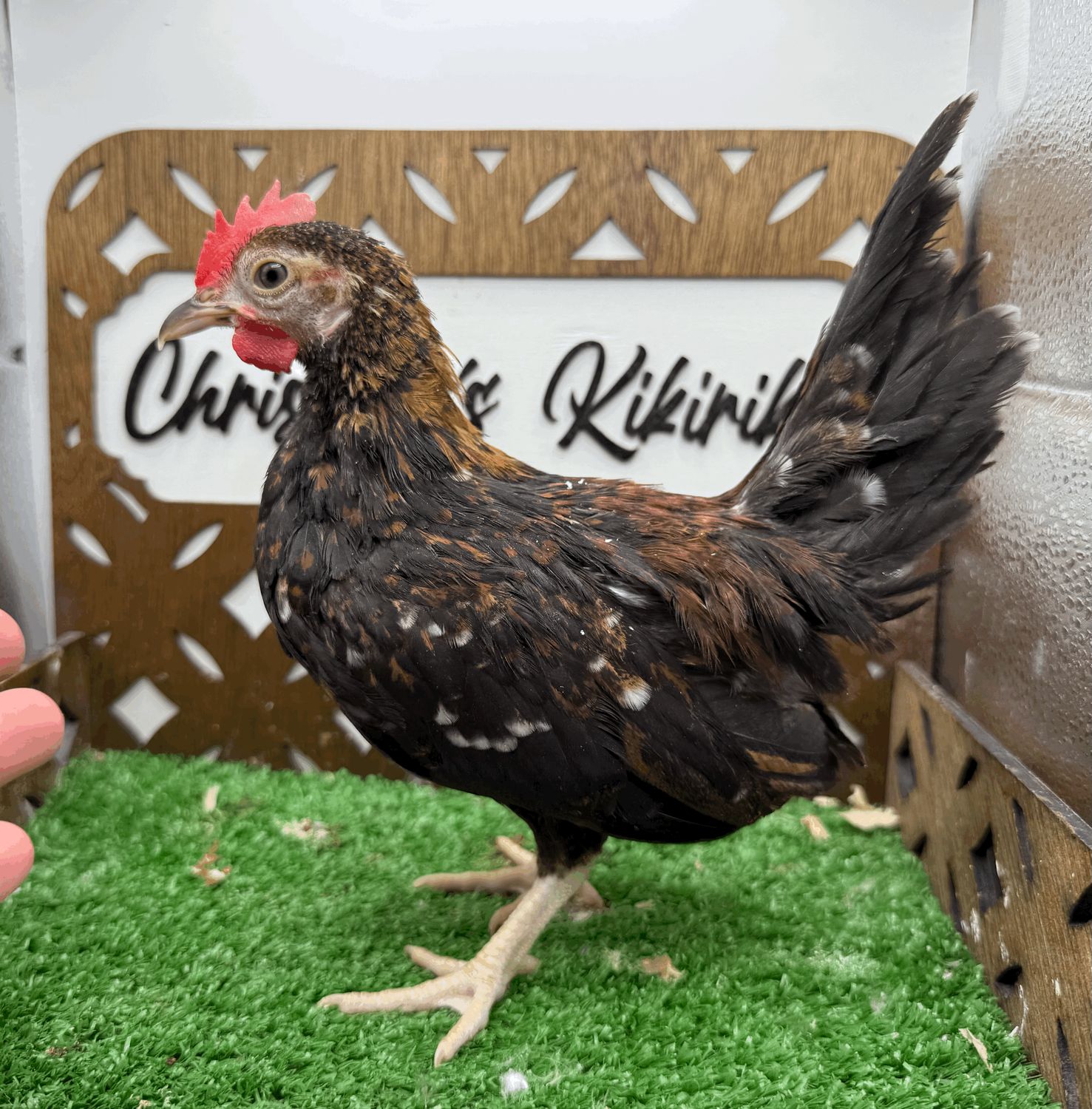 Cockerel