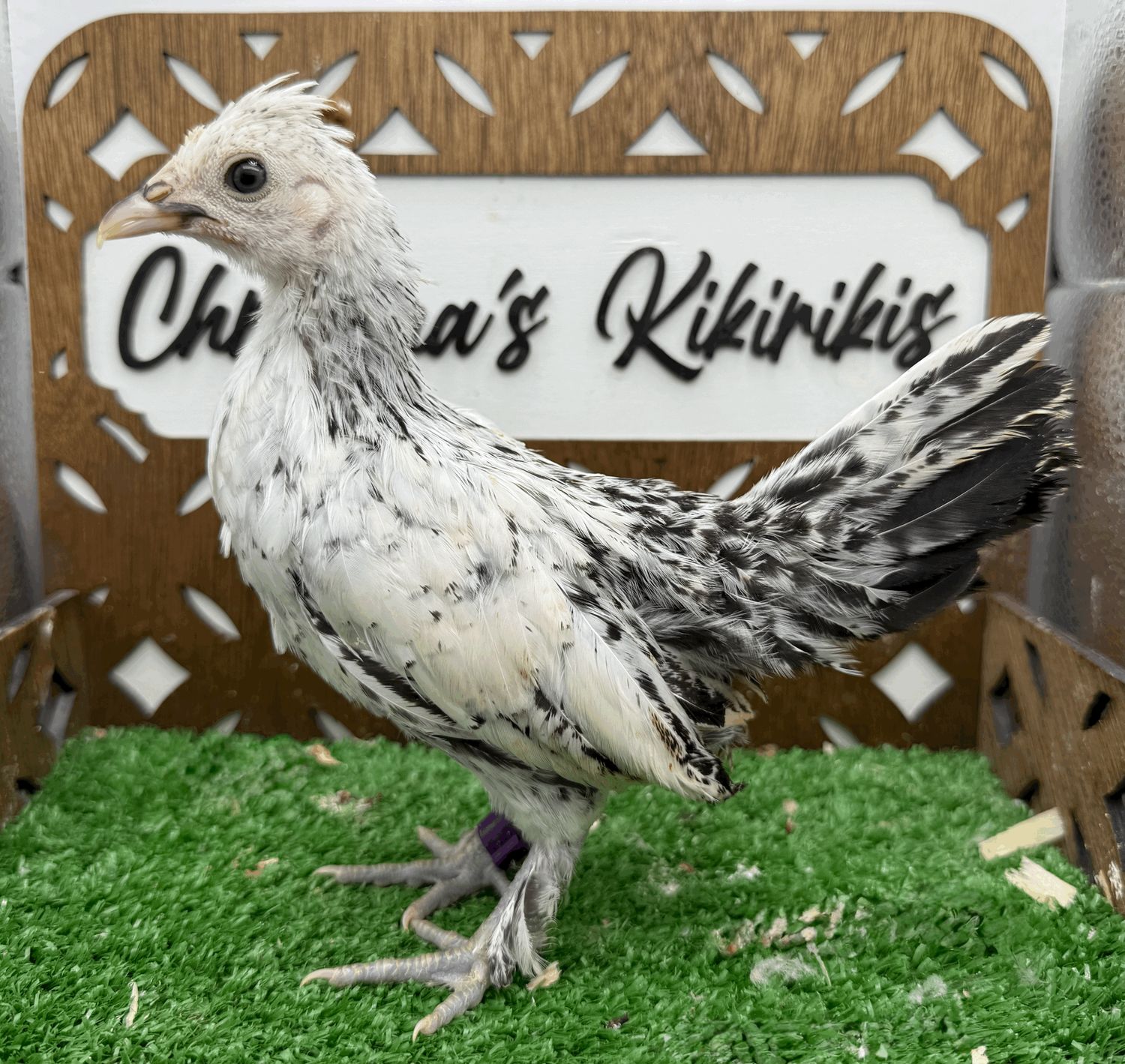 Possible Pullet
