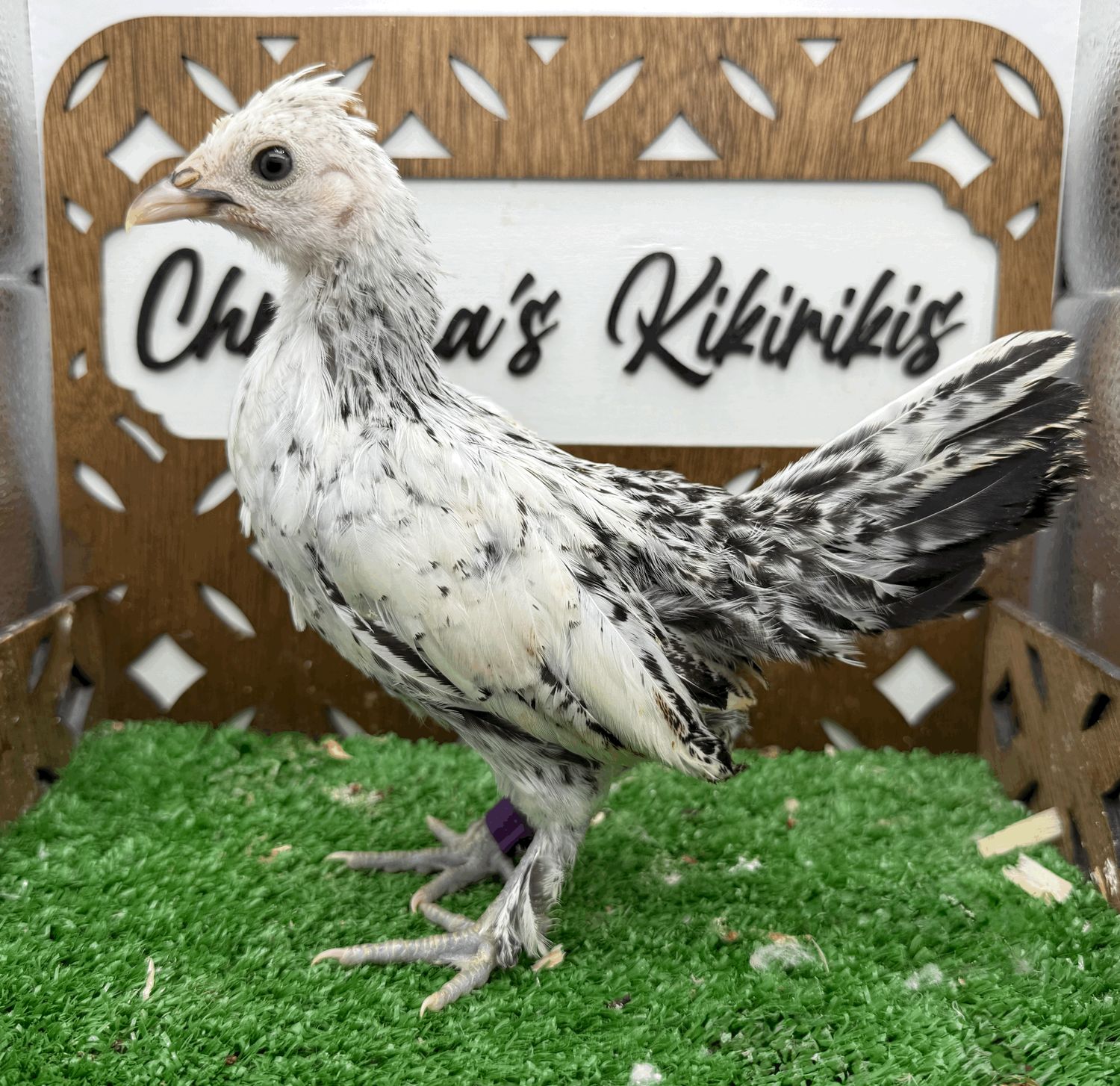 Possible Pullet