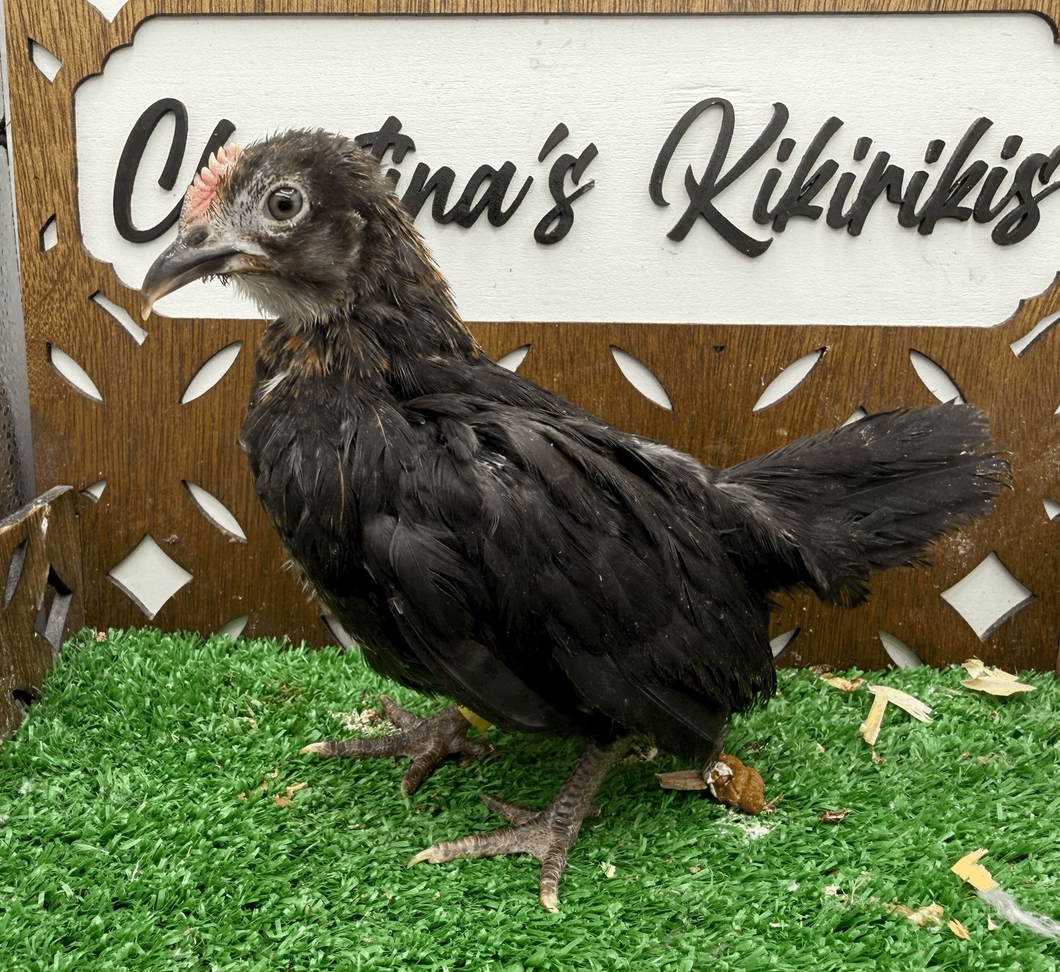 Cockerel