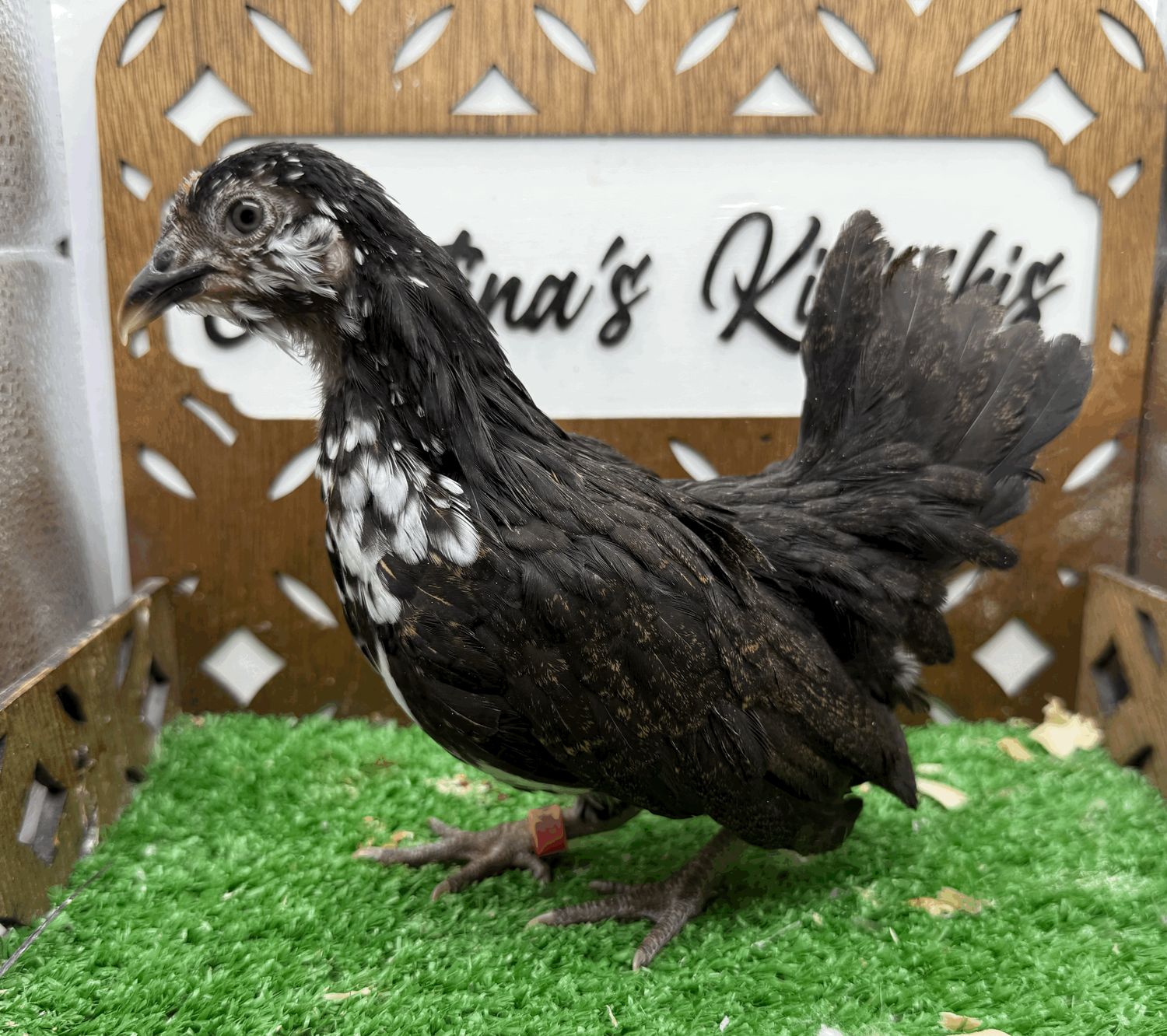 Possible Pullet