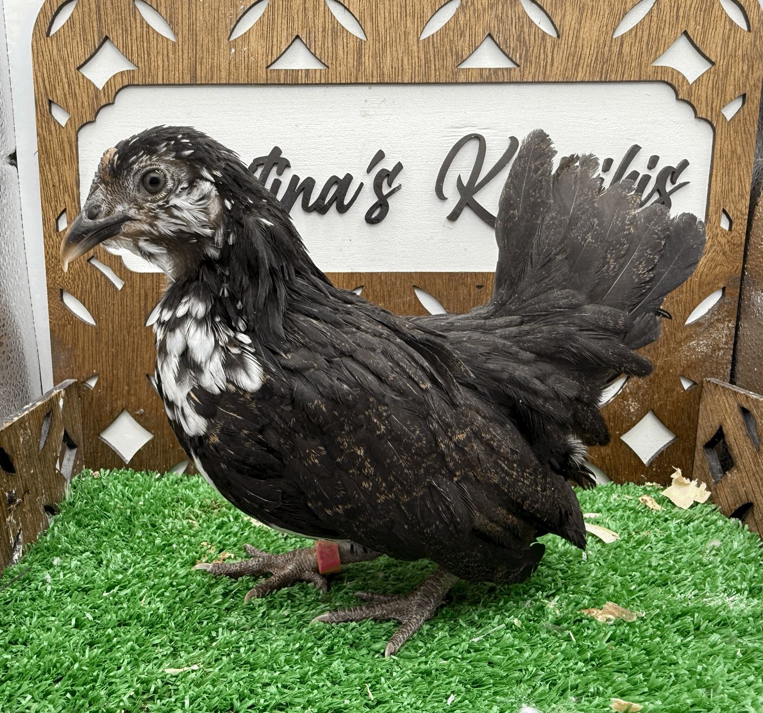 Possible Pullet