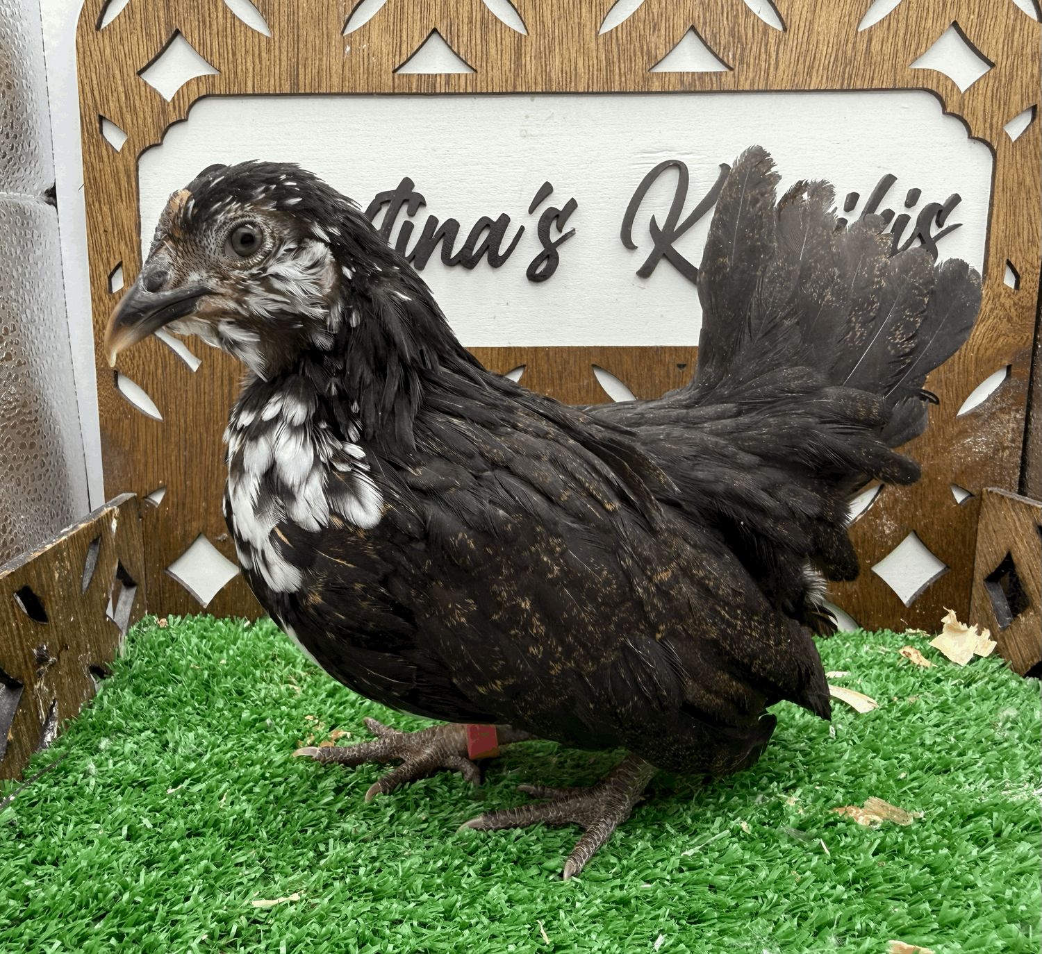 Possible Pullet
