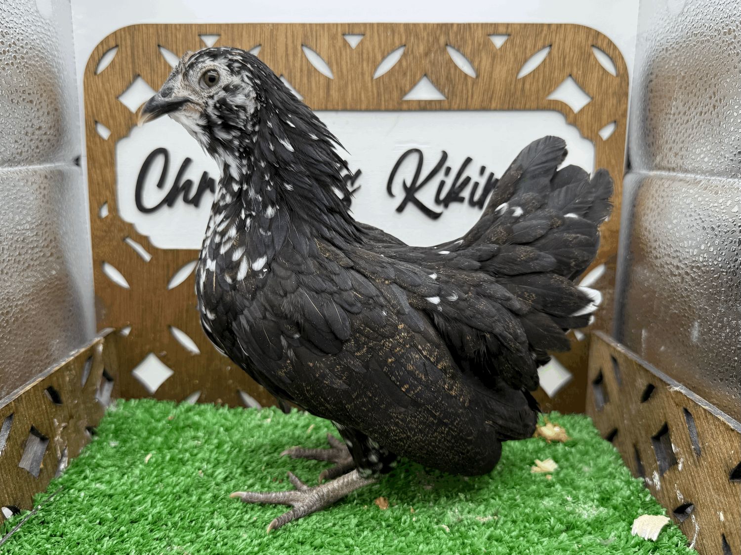 Possible Pullet