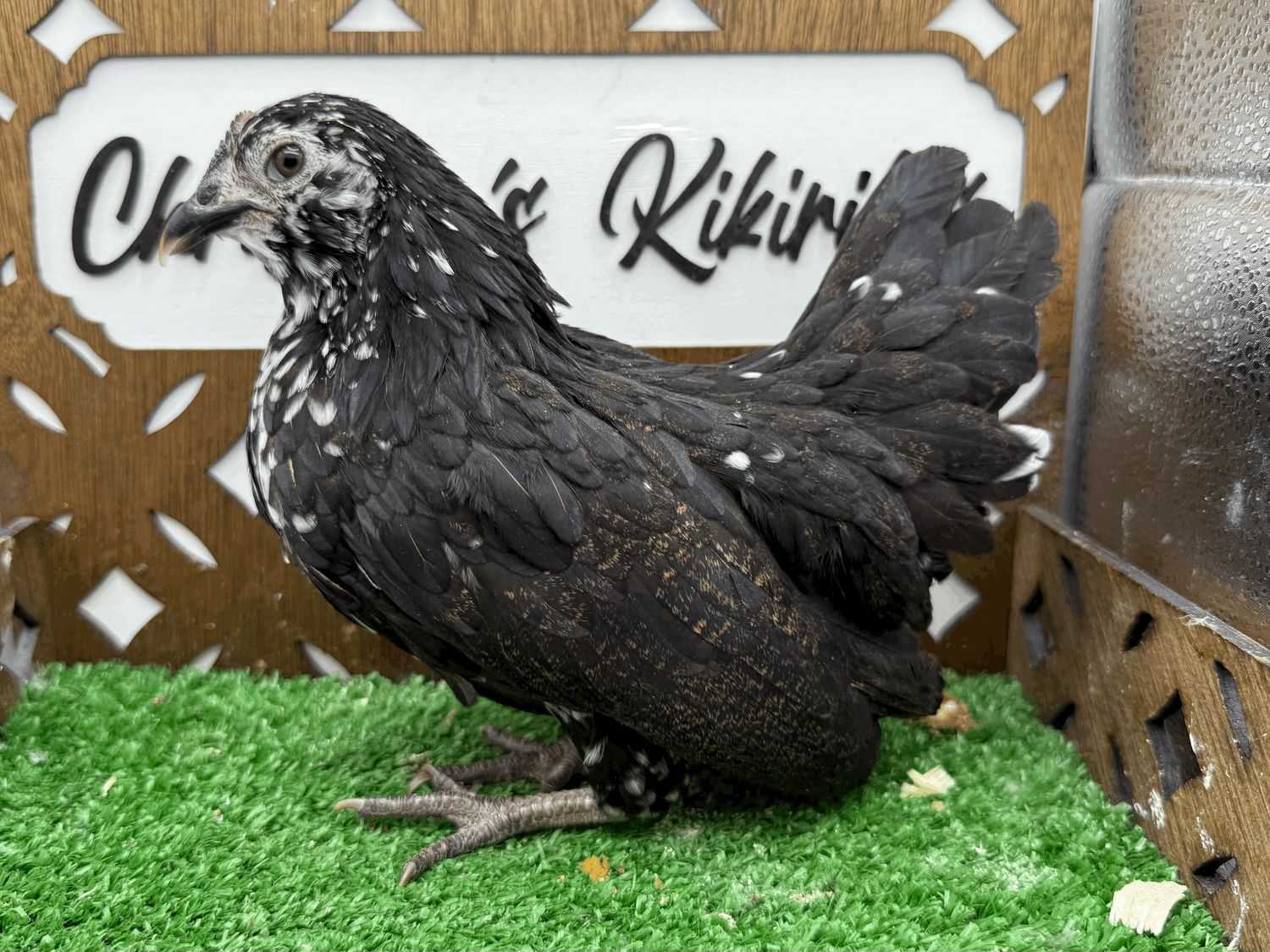 Possible Pullet