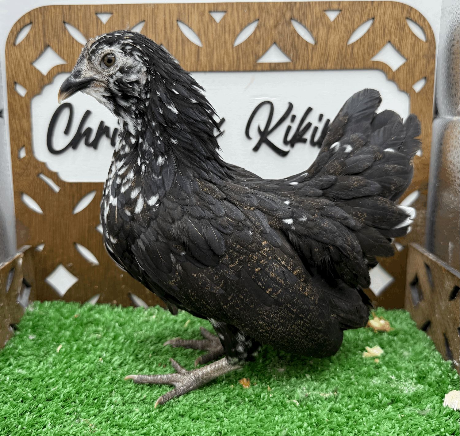 Possible Pullet
