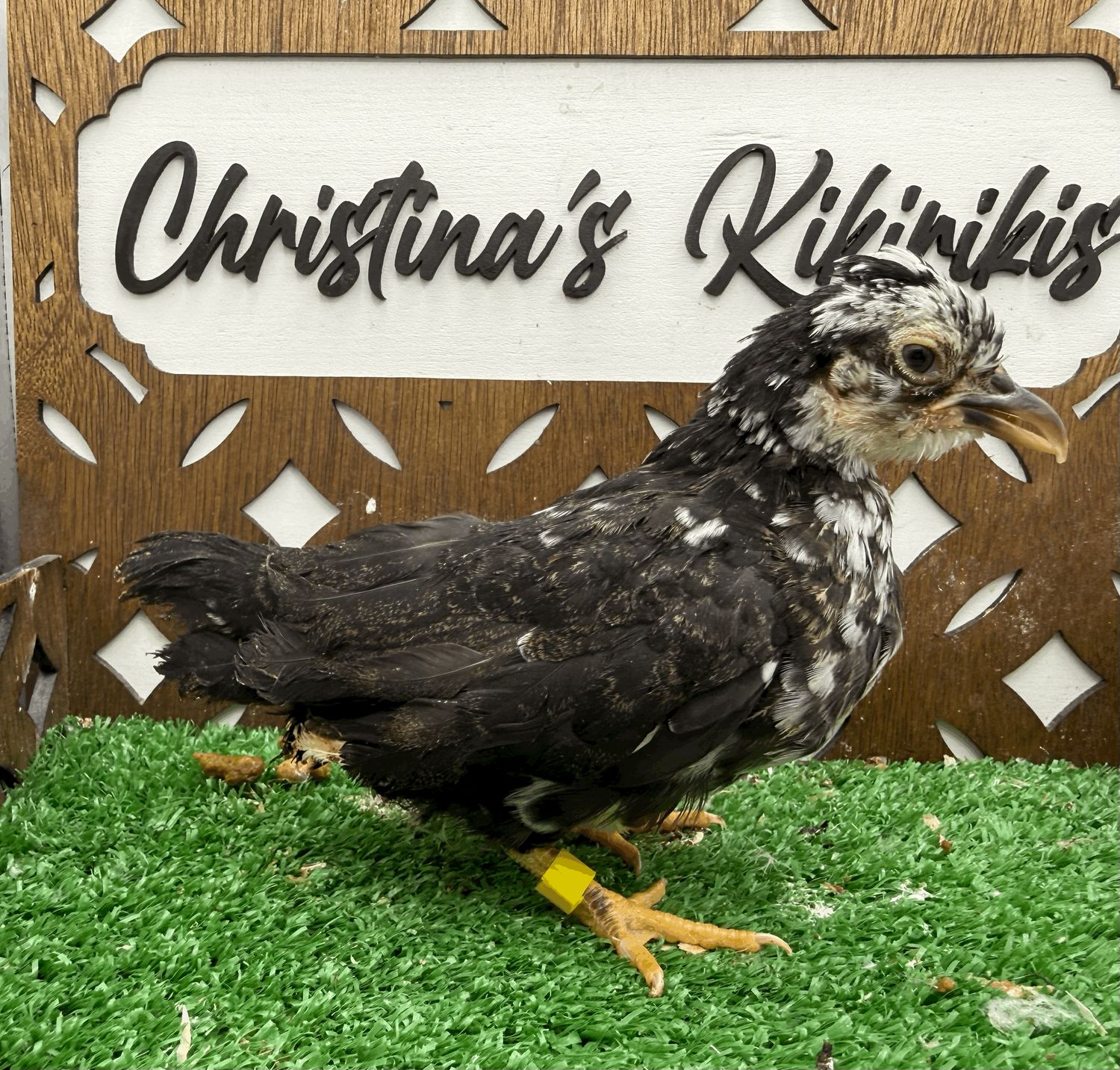 Possible Pullet