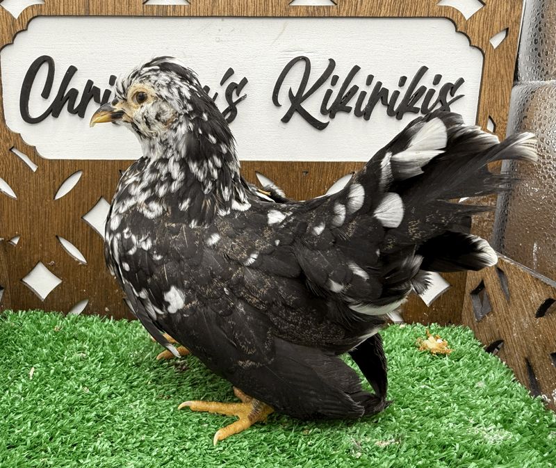Possible Pullet