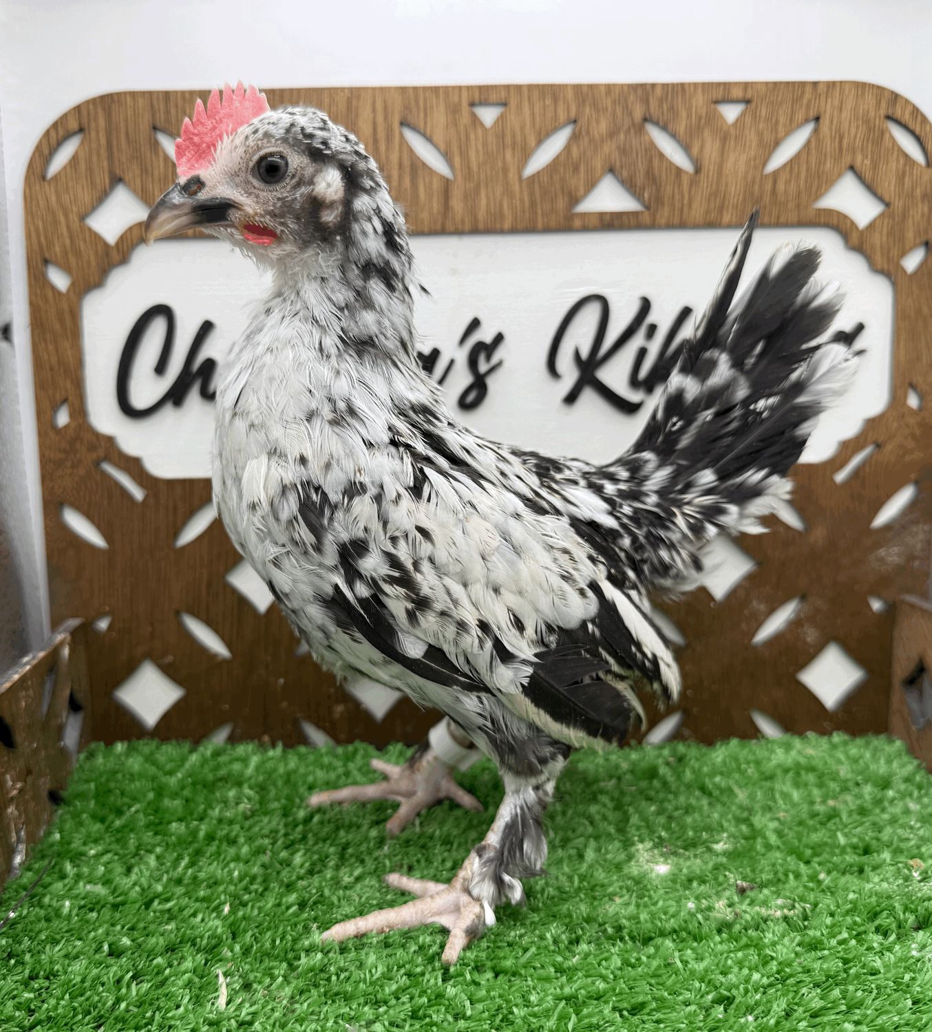 Cockerel