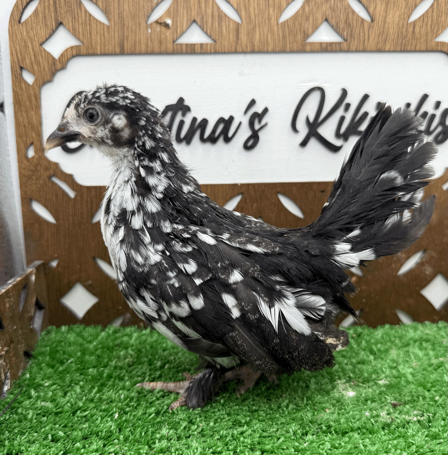 Possible Pullet