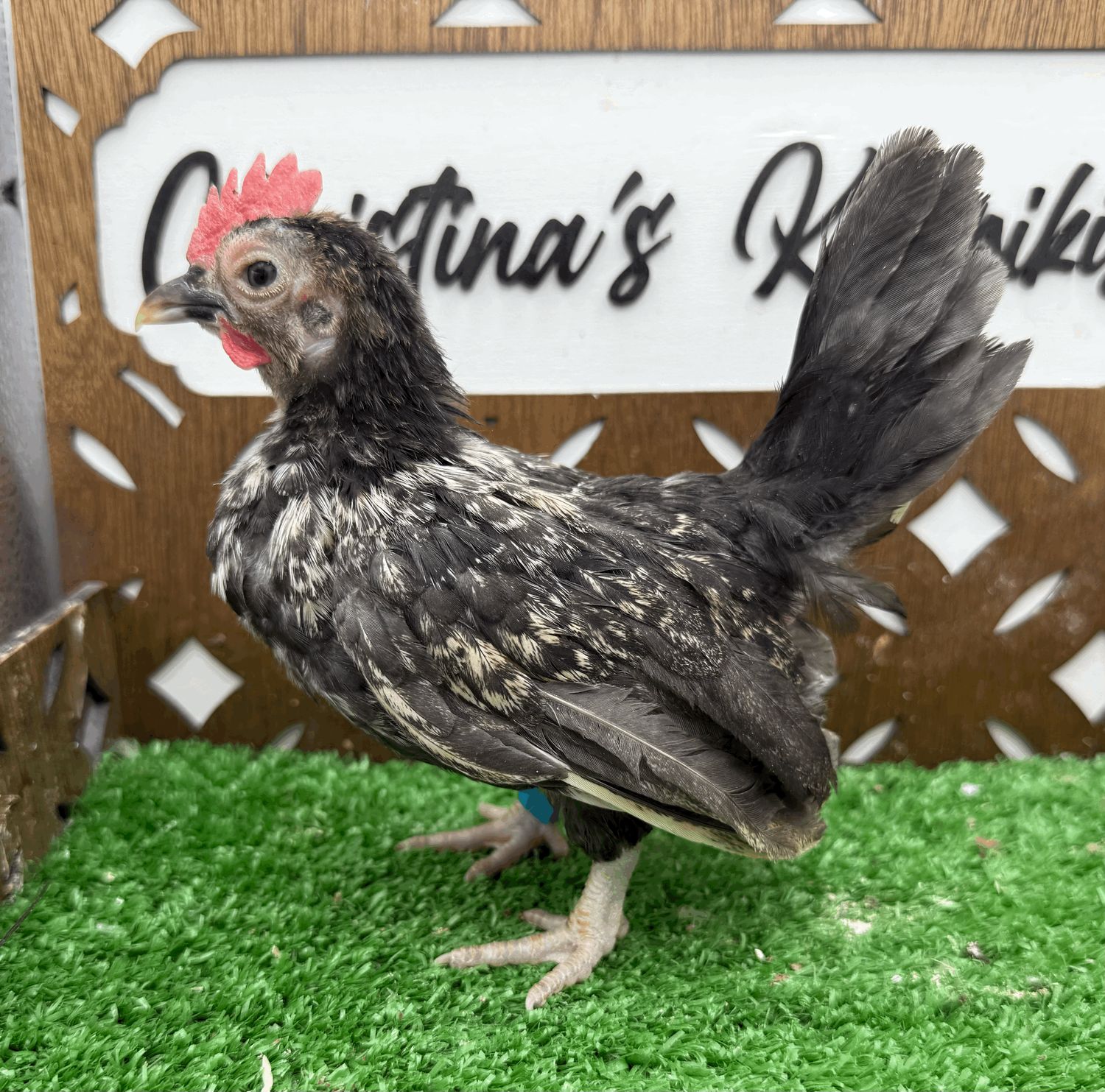 Cockerel