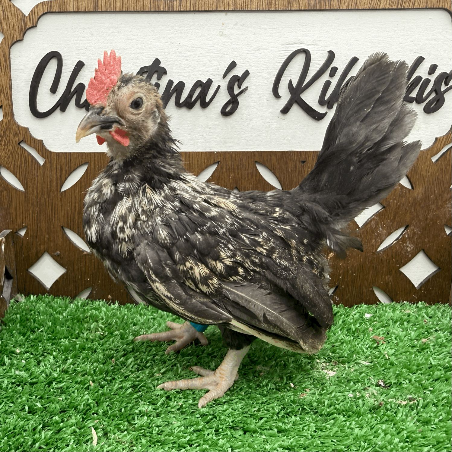 Cockerel