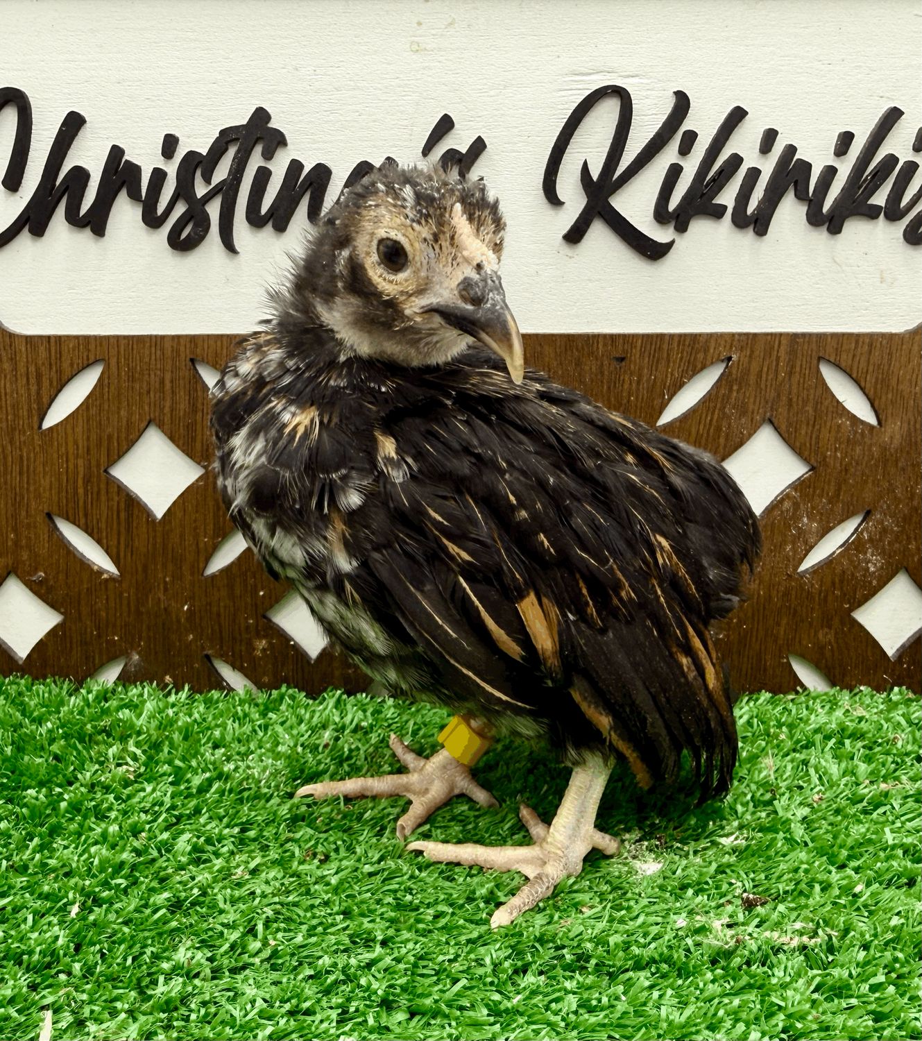 Possible Pullet