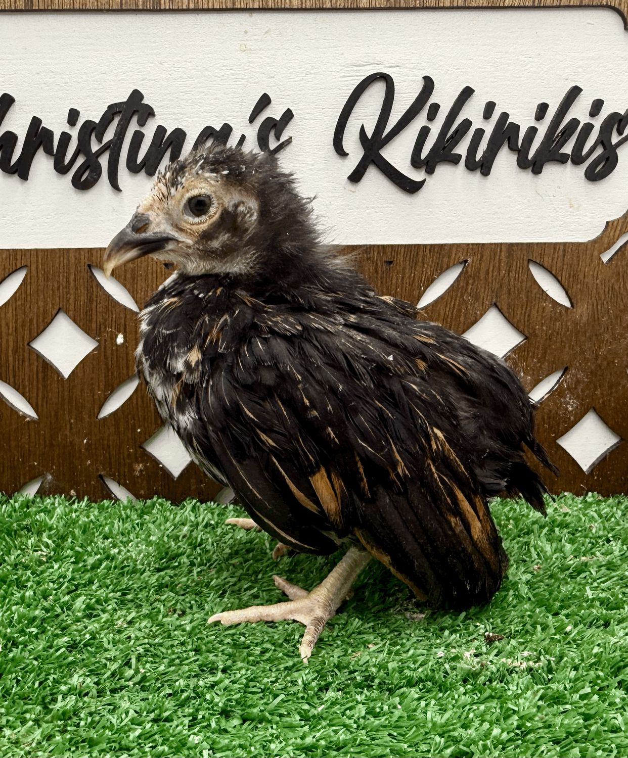 Possible Pullet