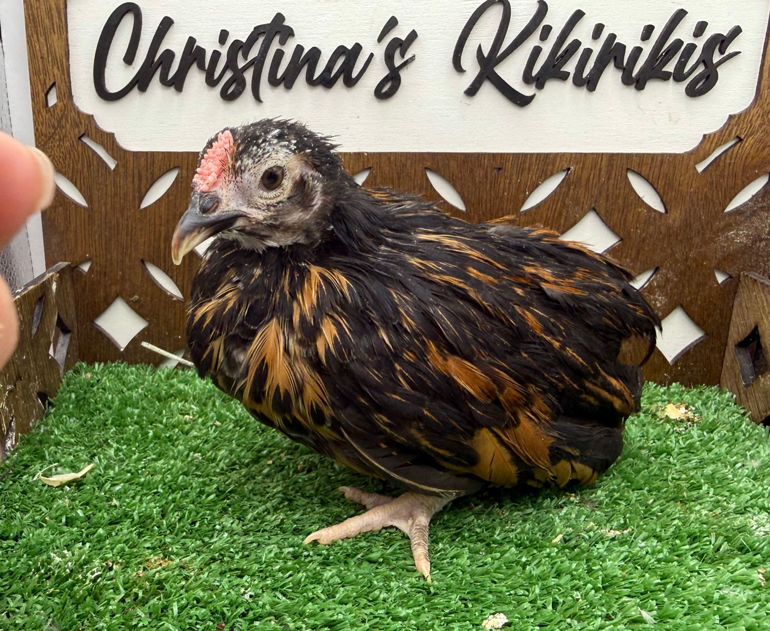 Cockerel