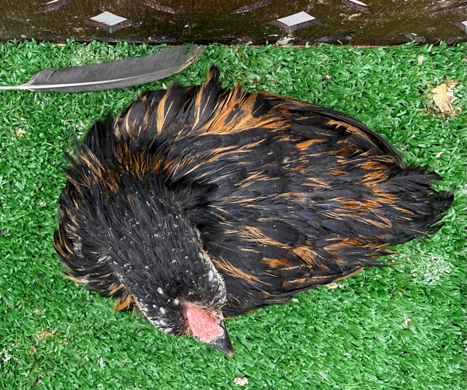 Cockerel