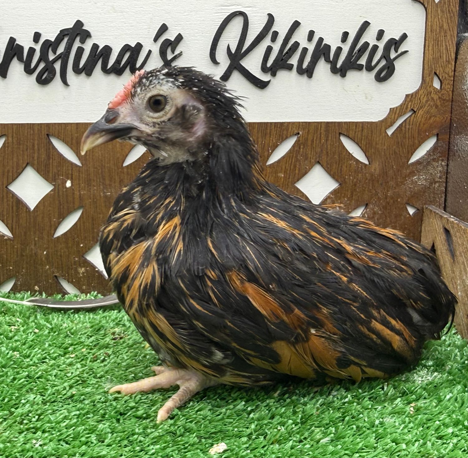 Cockerel