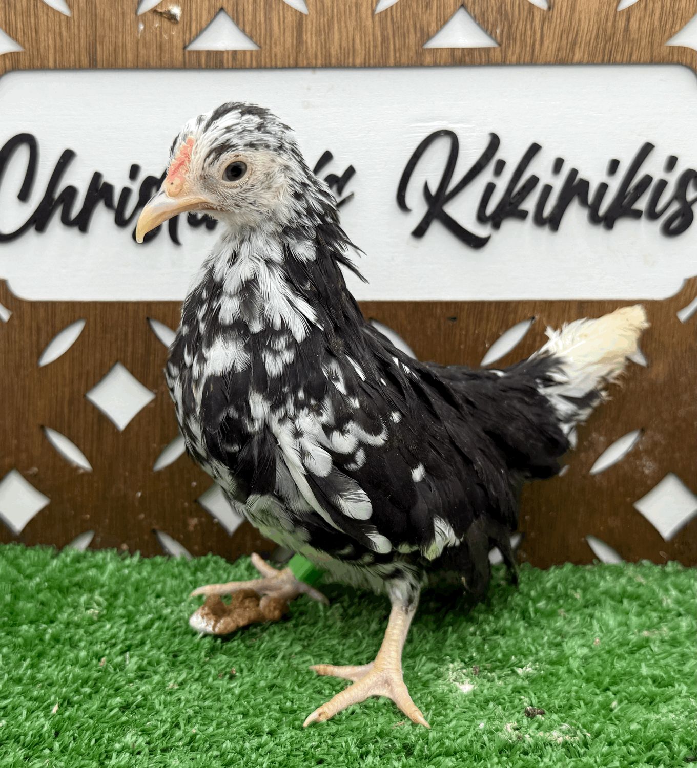 Possible Pullet