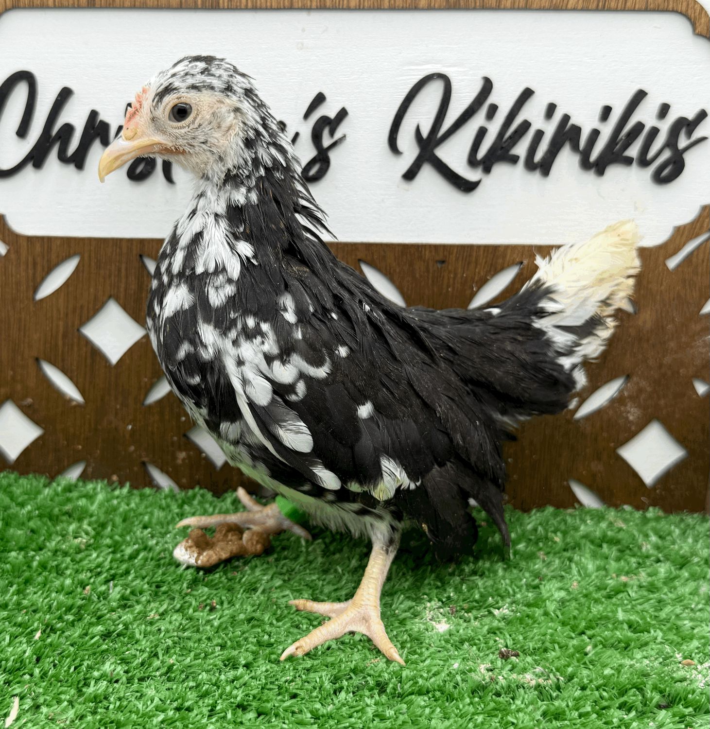 Possible Pullet