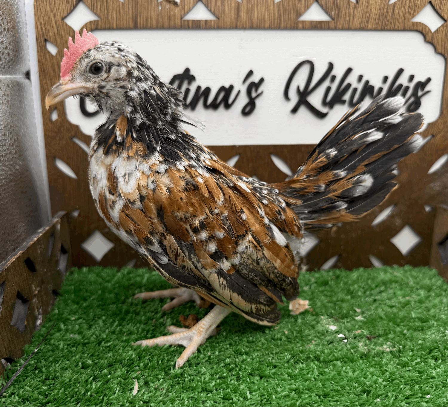 Cockerel