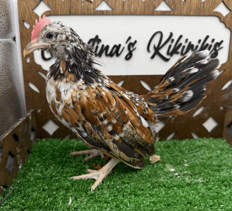 Cockerel