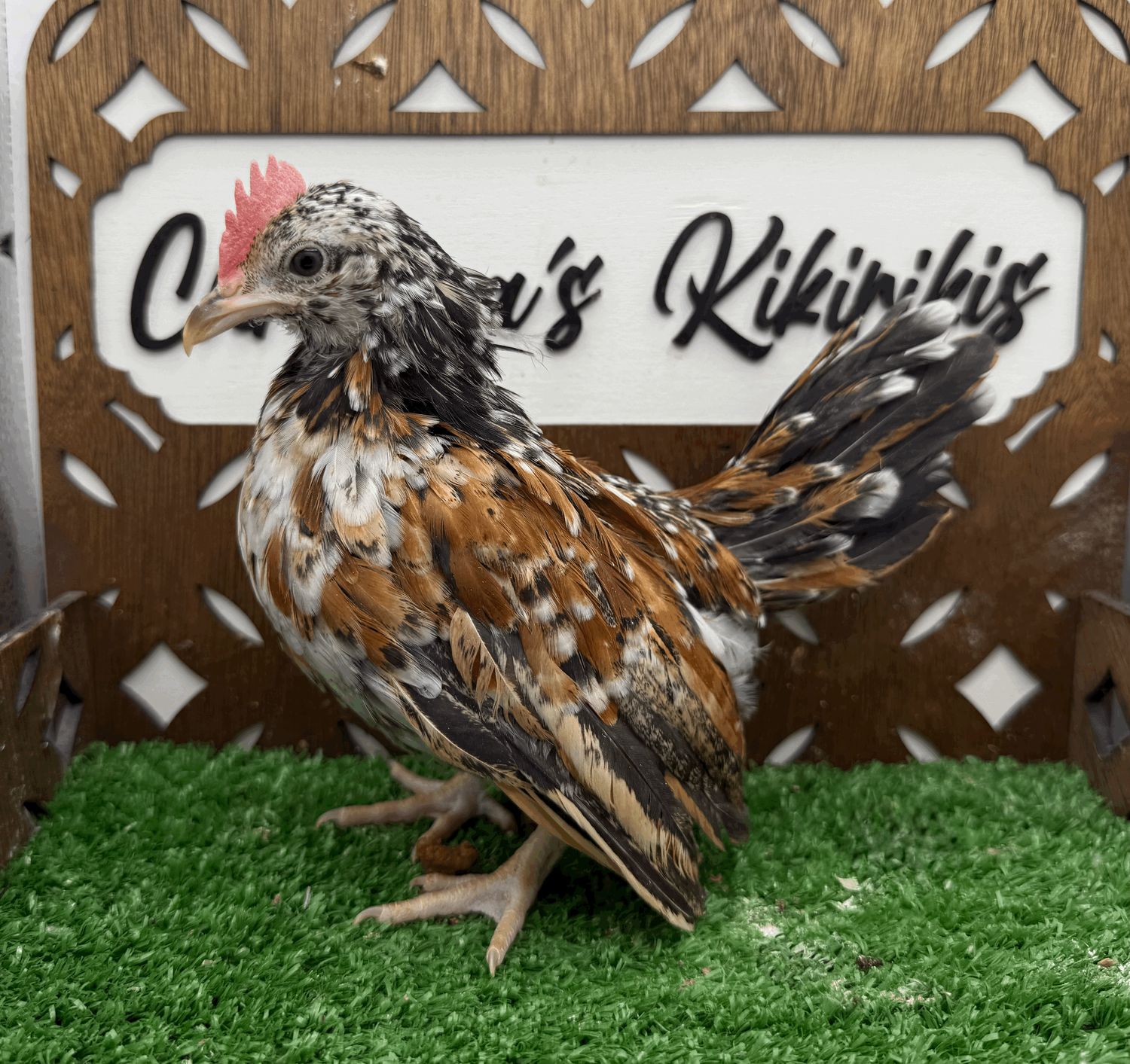 Cockerel