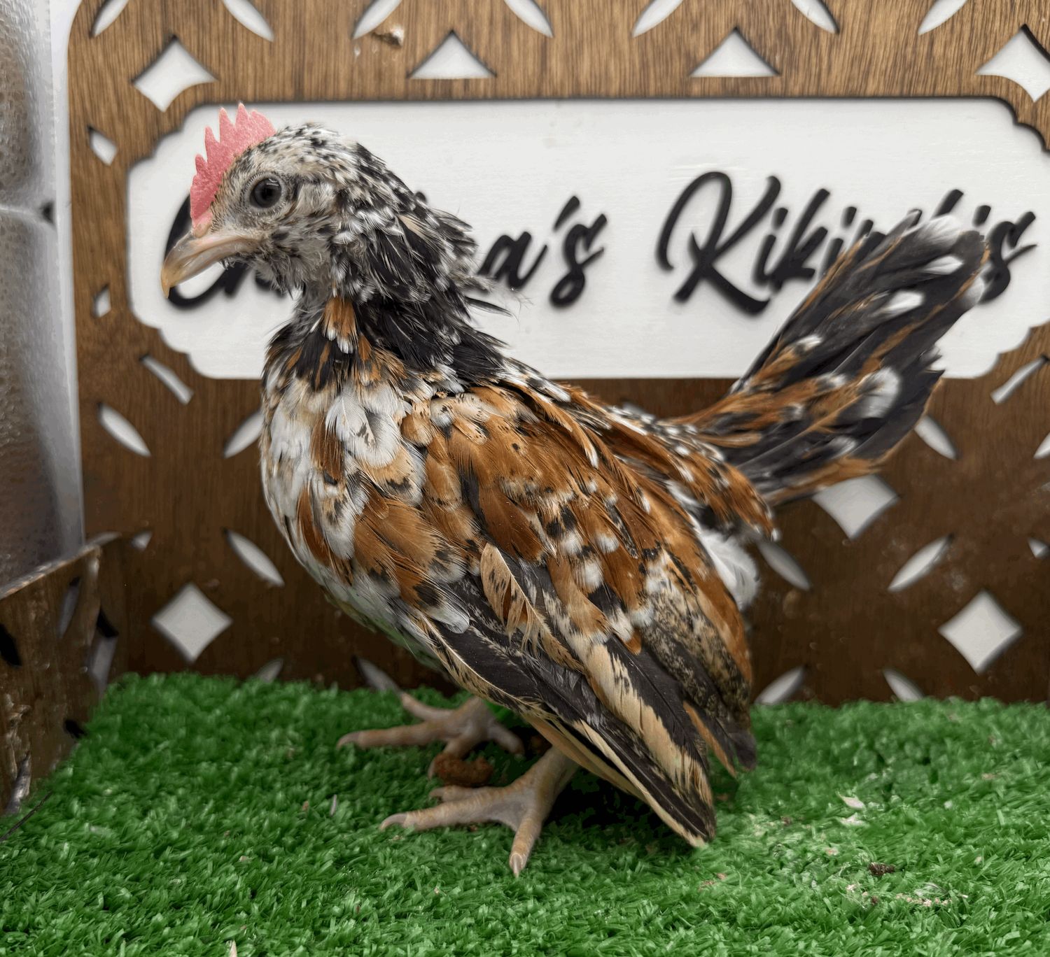 Cockerel