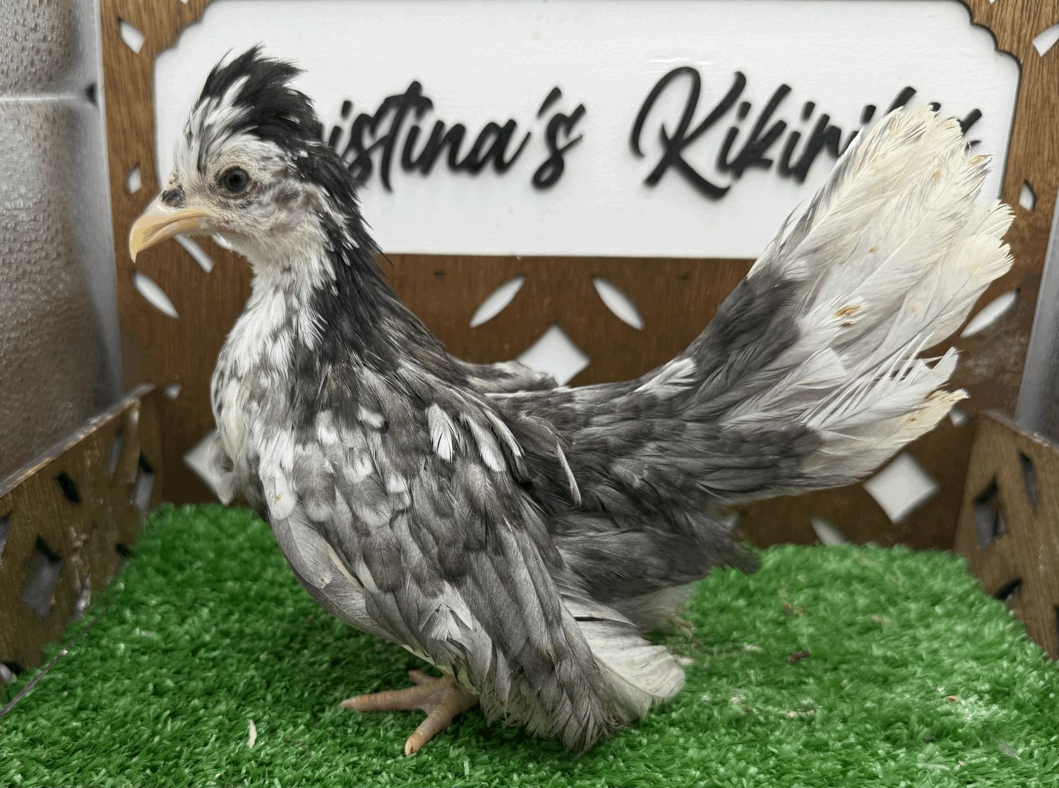 Possible Pullet