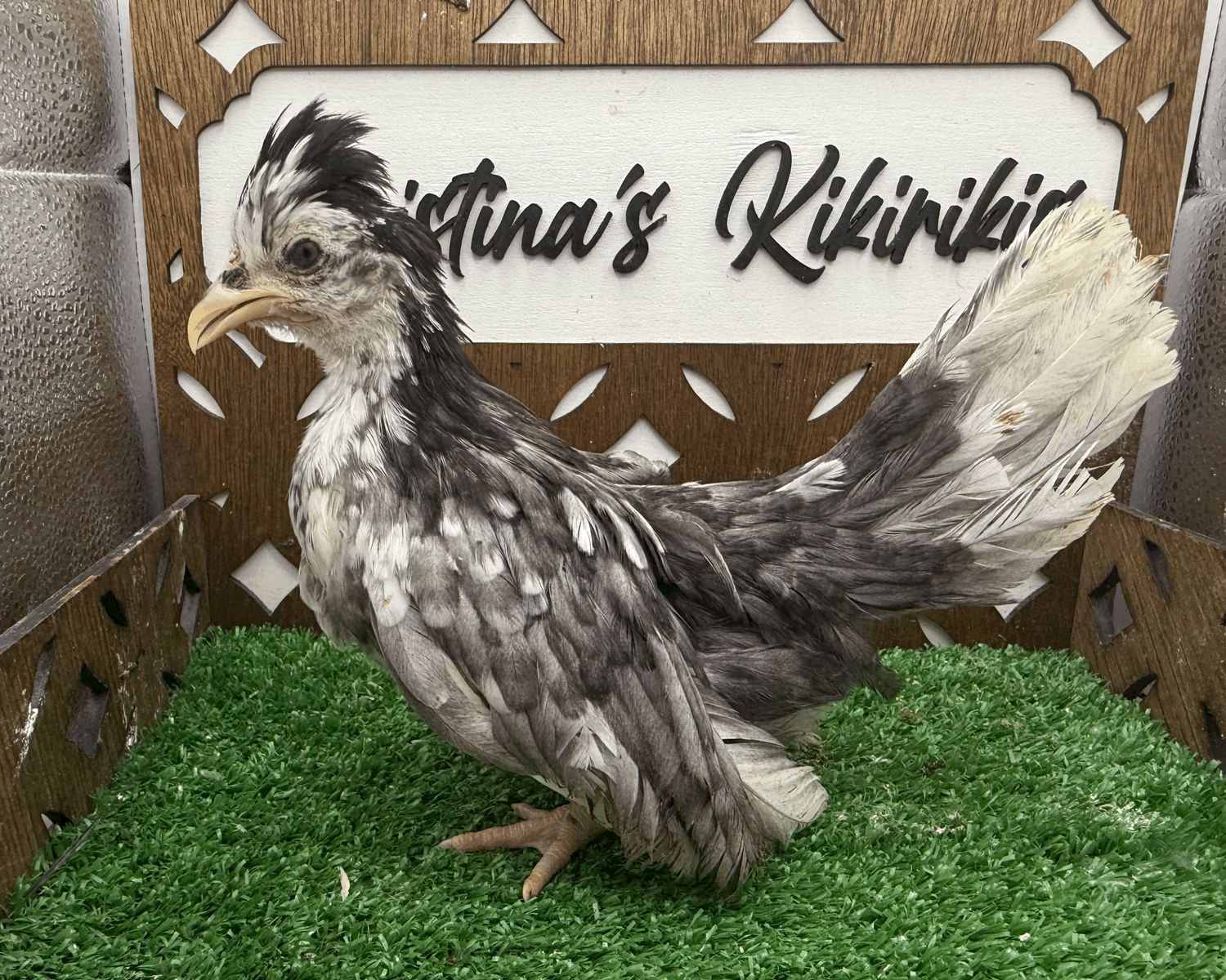 Possible Pullet