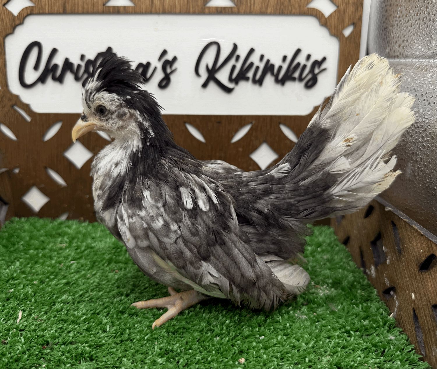 Possible Pullet