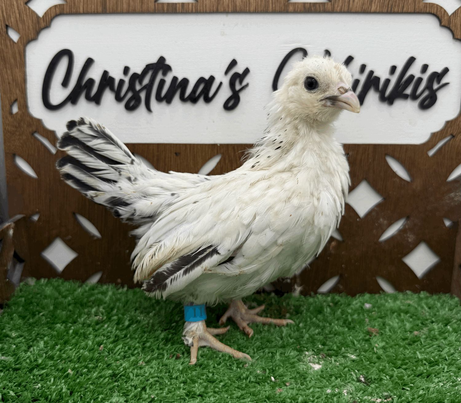 Possible Pullet