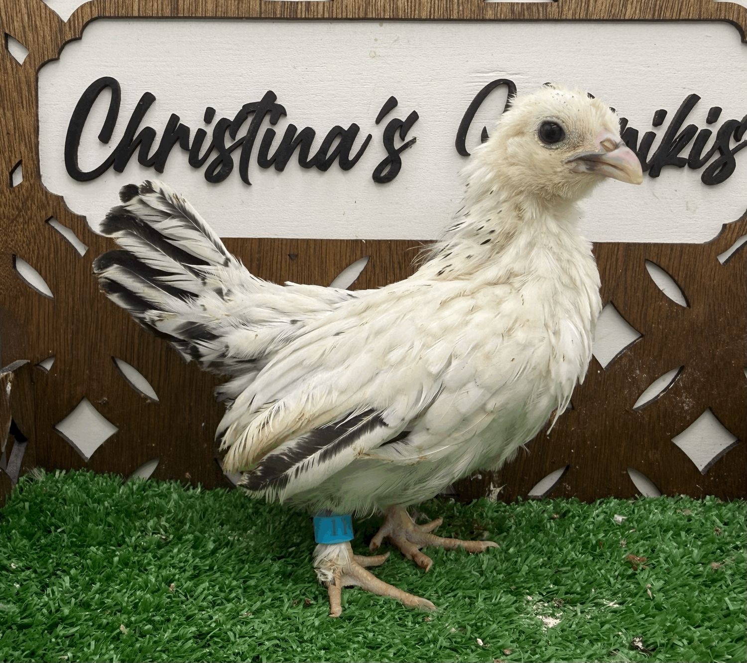 Possible Pullet